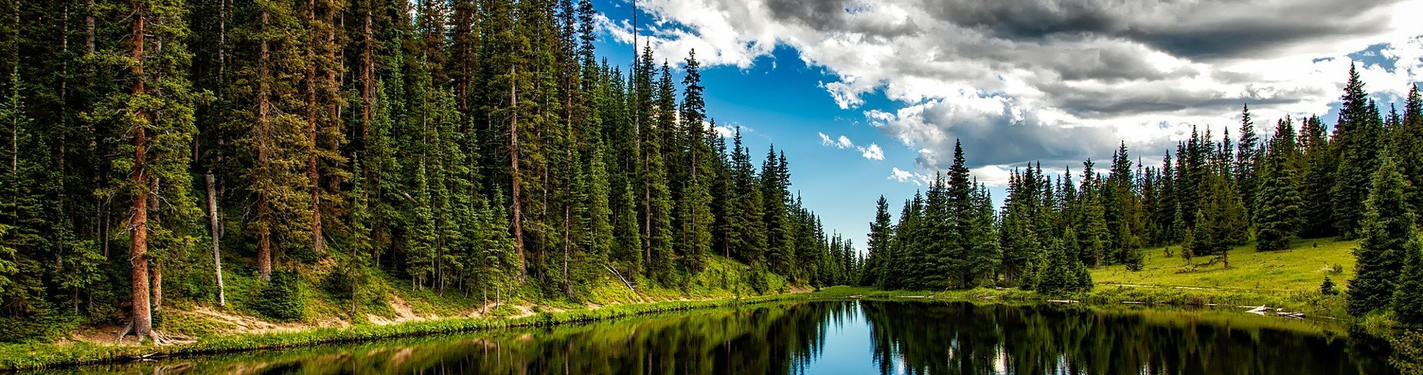 Trees and a Lake