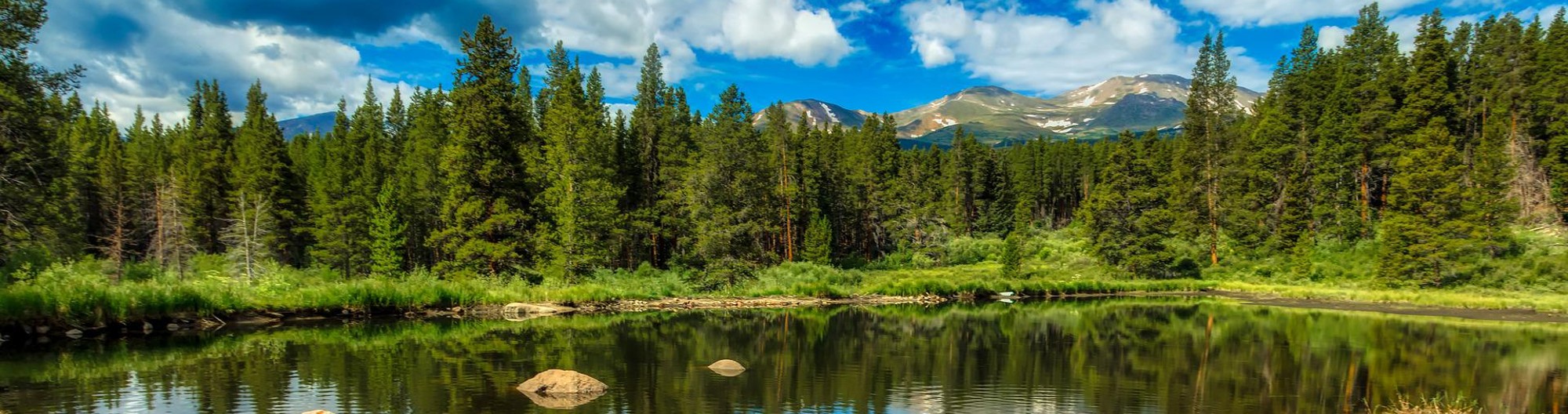 Trees and a Pond